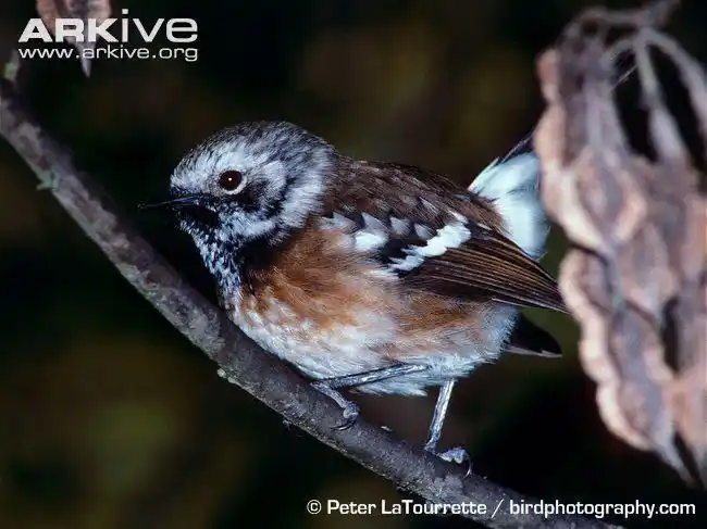 蚋鹟词条图册_百度百科