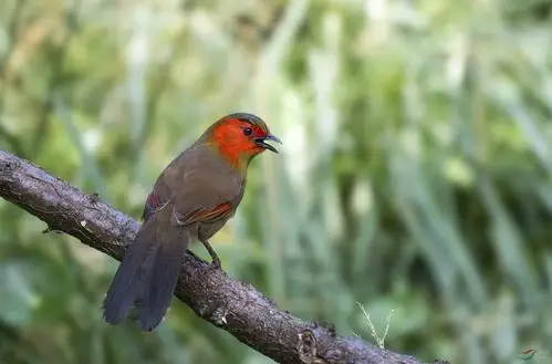 红翅薮鹛 - 重庆版 chongqing 鸟网