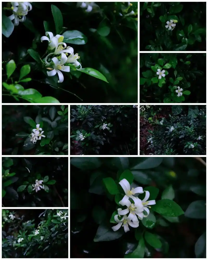 九里香又称:九秋香,九树香,七里香 - 抖音