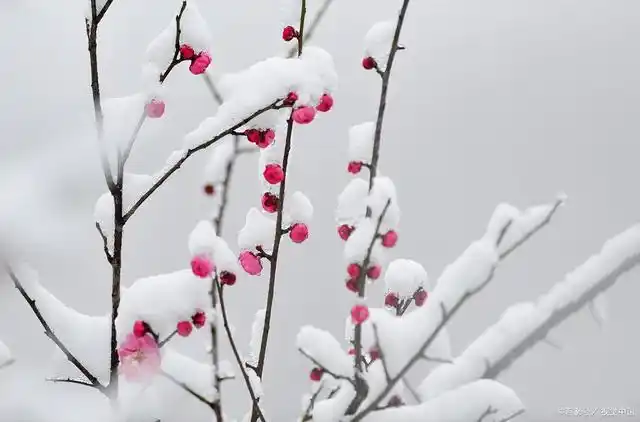 红梅傲雪吐芬芳