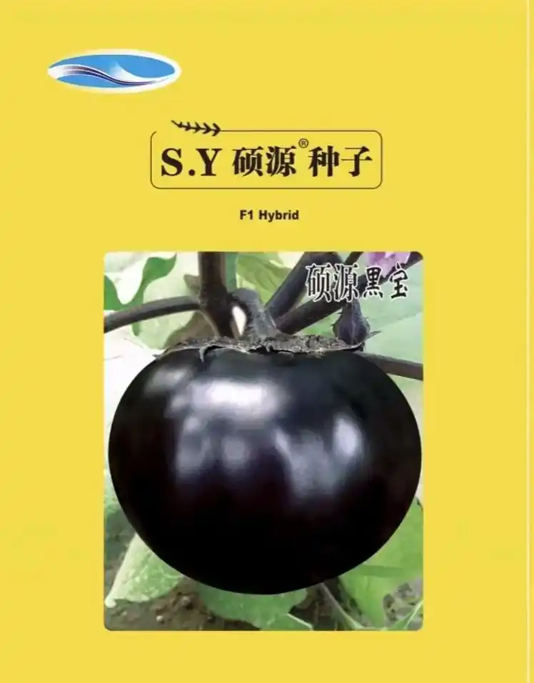 硕源黑宝:圆茄经典品种,早熟,杂交,黑亮,抗性强,适应性广, - 抖音