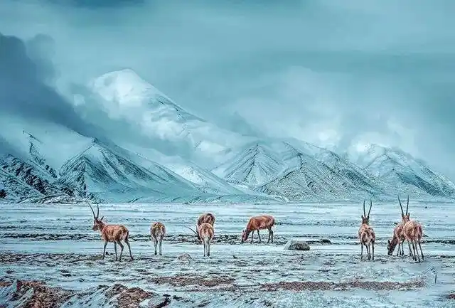 可可西里是我国著名的无人区,为什么不能随意进入?