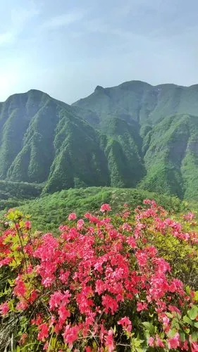 杜鹃花映山红遍