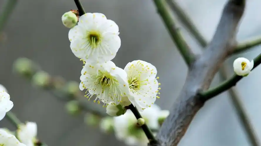 收藏到专辑查看大图(源图)|  点击:0| 创建者:宅女无敌萌萌的绿萼梅