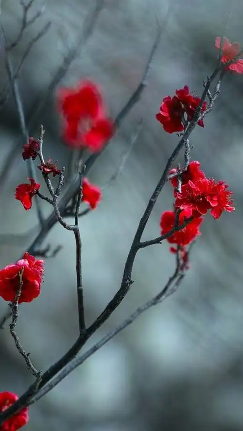 壁纸 红梅花,树枝,模糊背景 1920x1200 hd 高清壁纸, 图片, 照片