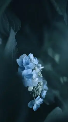 清新淡雅的绣球花