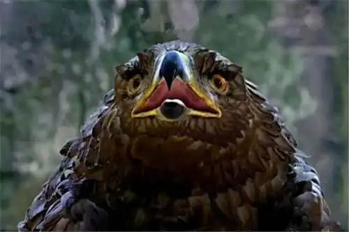 神雕侠侣中那些神奇的雕兄们