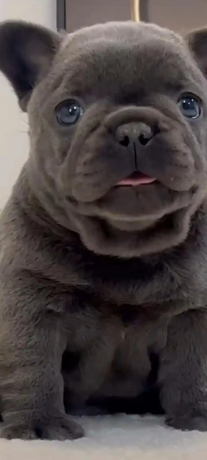 法斗蠢萌 ,呆萌呆萌 ,可爱的小狗 - 抖音