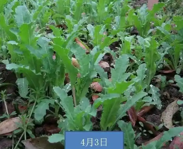 好市民,铲除"罪恶之花"!举报可有万元以上奖励!_罂粟