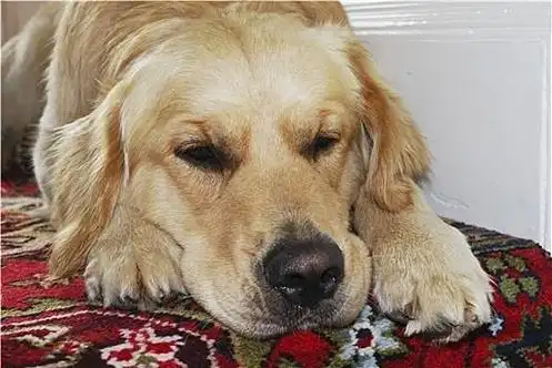 狗狗生病前,会发出这些"求救信号"!