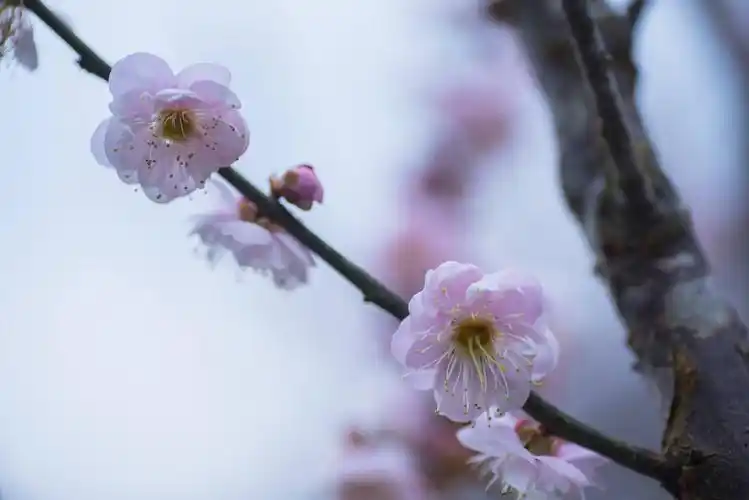 陈平古韵开梅花,寒冬梅花暗香来.