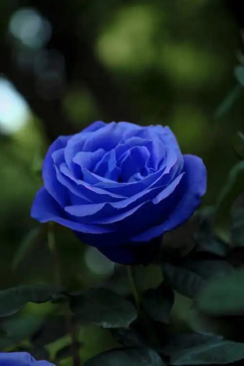 可爱的一朵玫瑰花