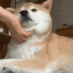 汪星人表情包第9期柴犬我这么可爱你还不来看我