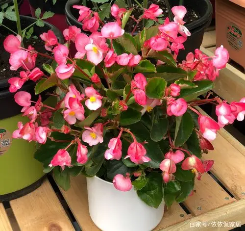 四季海棠的养殖方法和注意事项是什么?