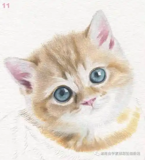 彩铅动物教程:小猫咪_毛发_位置_颜色