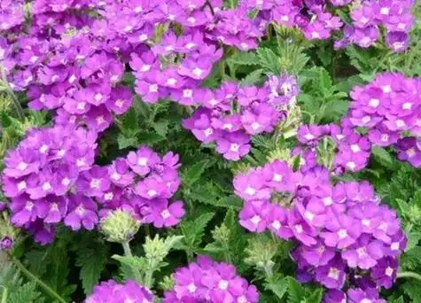 紫色花有哪些及花名开紫色花的花卉品种名称及图片