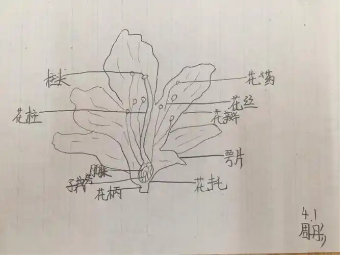 四年一班科学课课堂作业～～花的结构和花的观察报告