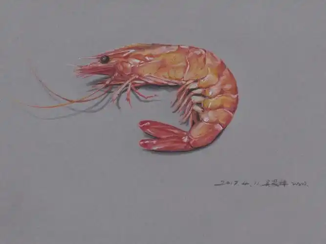 彩铅虾08