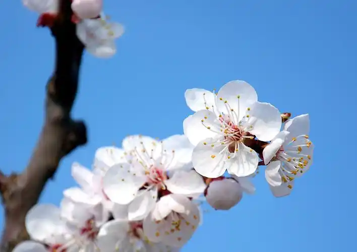 朵朵杏花开
