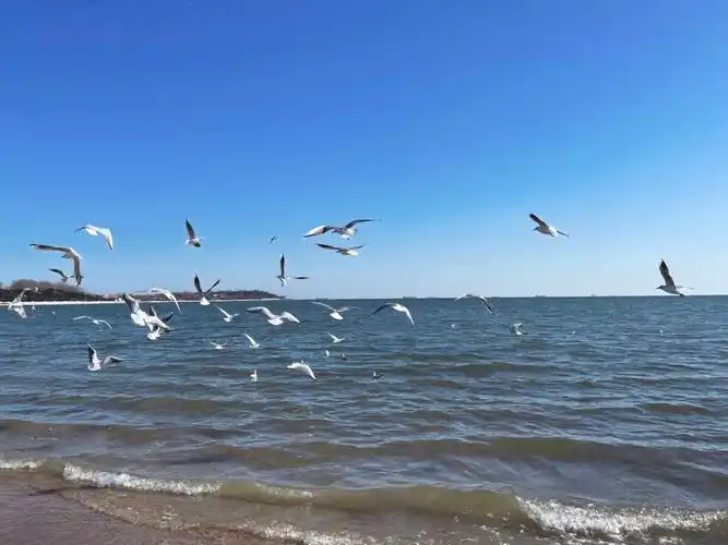 海边与海鸥
