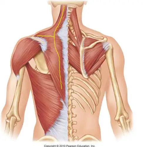 前锯肌(图4)将它们拉向前方,这两组肌肉共同作用,就使肩胛骨紧贴有刎