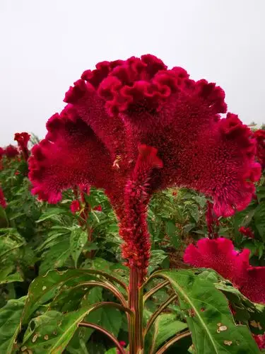 鸡冠花开,趾高气昂