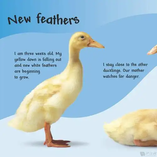 看看鸭子是怎么长大的