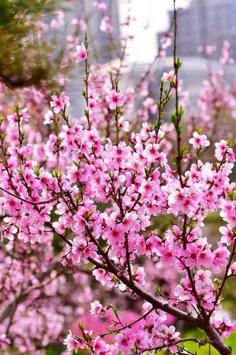 人间四月芳菲尽 山寺桃花始盛开