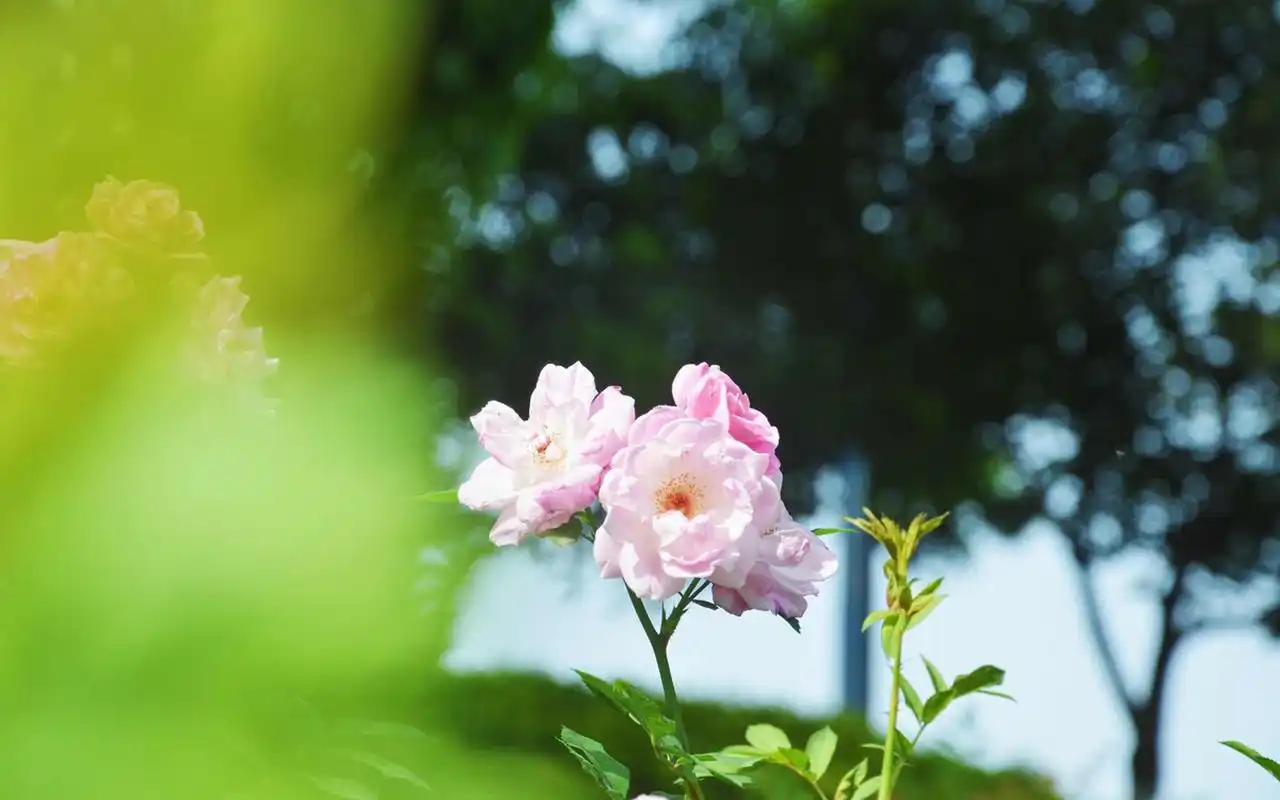 首页 桌面壁纸 春季绿色护眼植物唯美图片电脑壁纸上一张下一张查看