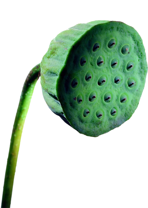 【引用】荷花png免抠图素材二