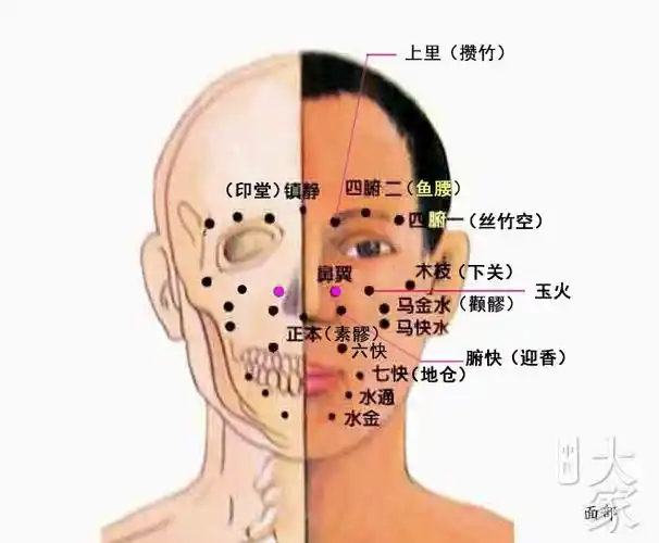 面部经络让你美美哒