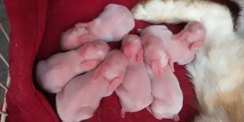 鑫鑫兔宝宝成长记