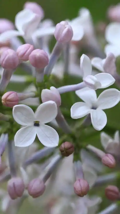 丁香花,清新花卉,唯美鲜花,紫丁香,手机壁纸丁香花
