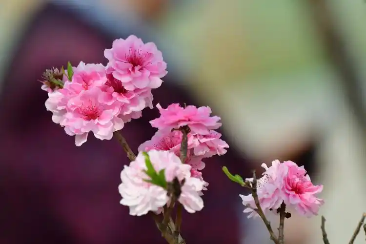植物园桃花盛开