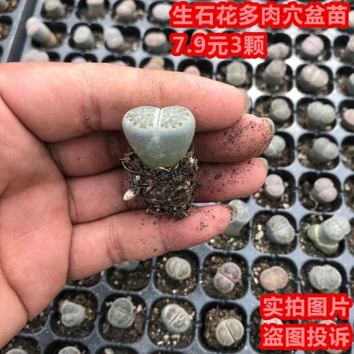 花卉多肉植物彩色生石花组合套餐新手屁屁股花石生花石头花番杏科
