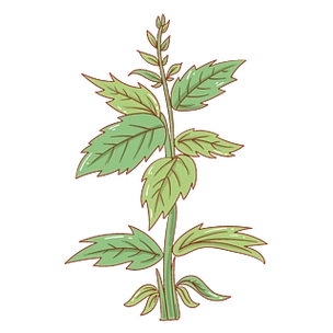 中药材养生食材插画创意卡通中药设计插画书本中药材侧柏插画手绘线稿