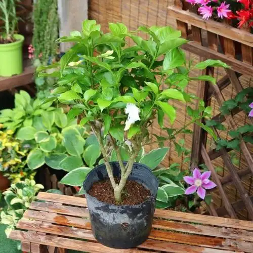 盆栽丁香花用什么土,盆栽丁香花用什么土好