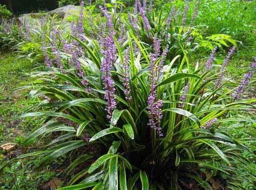 也叫麦门冬,主要产于四川和江浙一带,分为川麦冬,浙麦冬,山麦冬几种