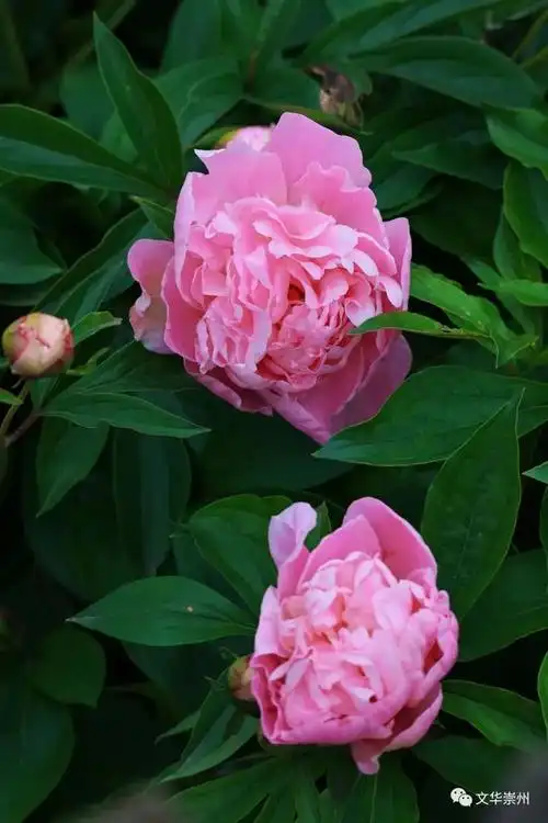 谷雨后,桤木河畔芍药惊艳|崇州|花种|花朵_网易订阅