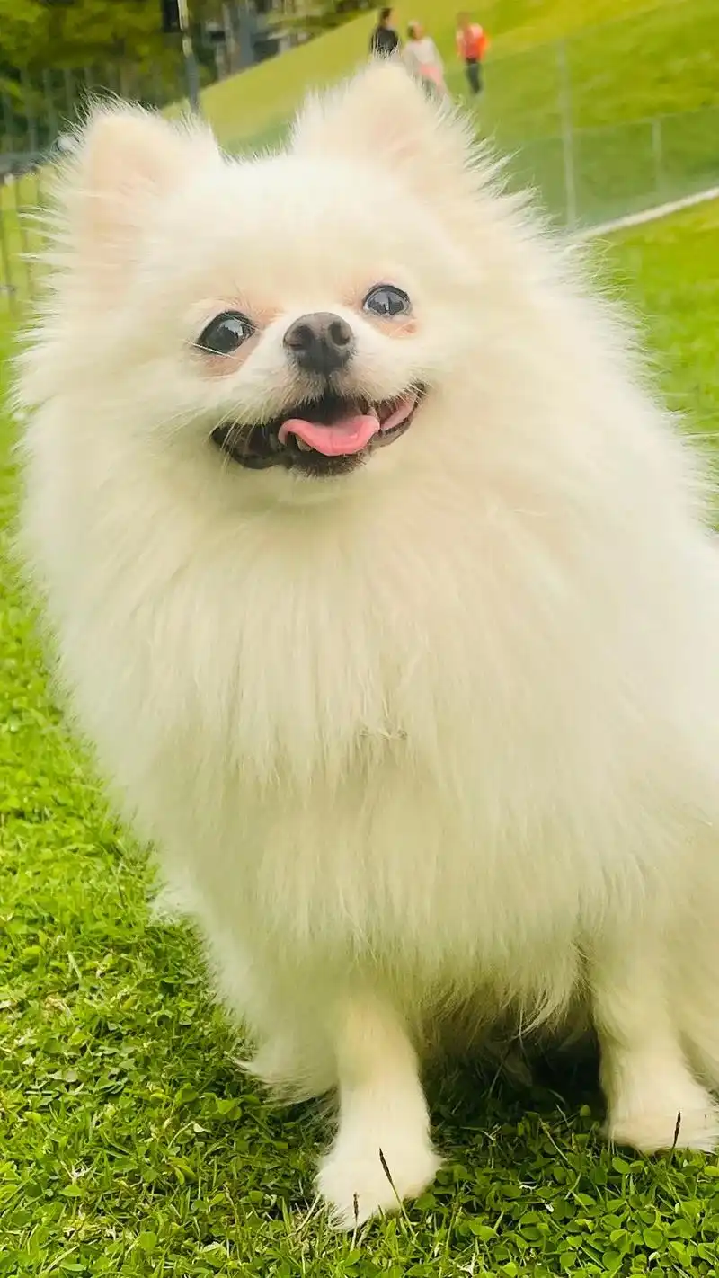 我有一只可爱的小狗98 - 抖音