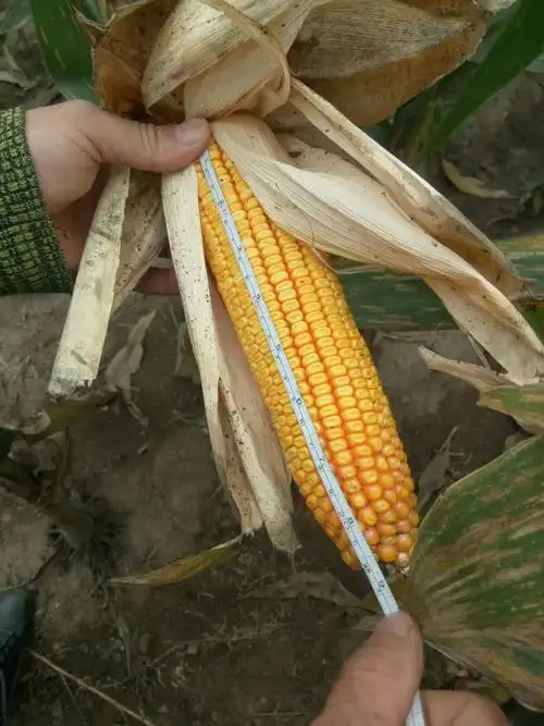 翔玉998——穗长22～26厘米,18～20行