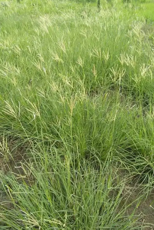 校园花开日记(七)夏末篇