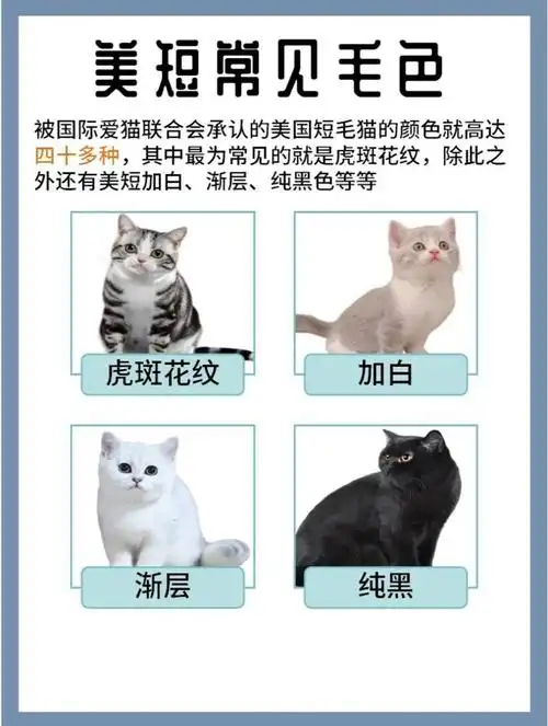 1分钟认识1只猫美短