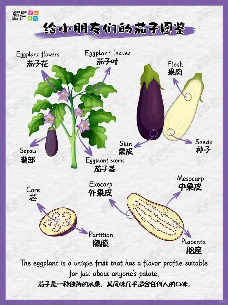 英孚科普图鉴44——茄子图鉴.98茄子可以说是一年四季餐桌上 - 抖音