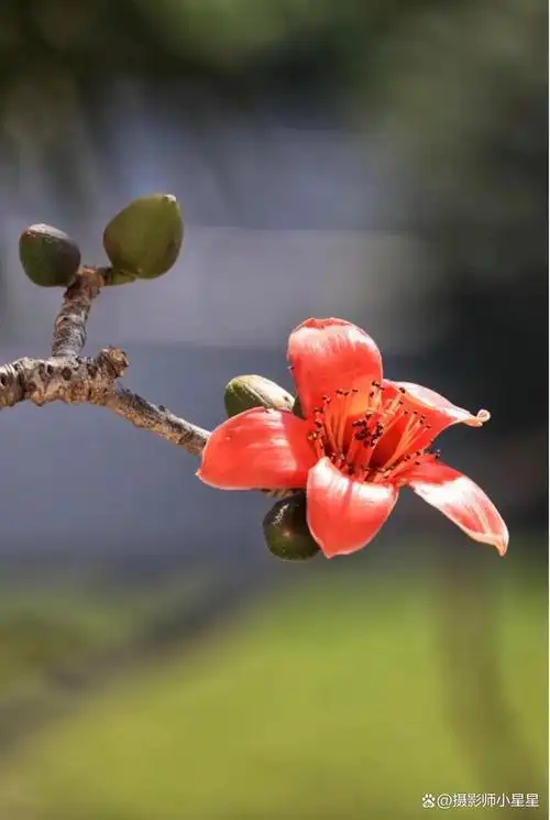 手机如何拍出好看的木棉花看完秒懂收藏