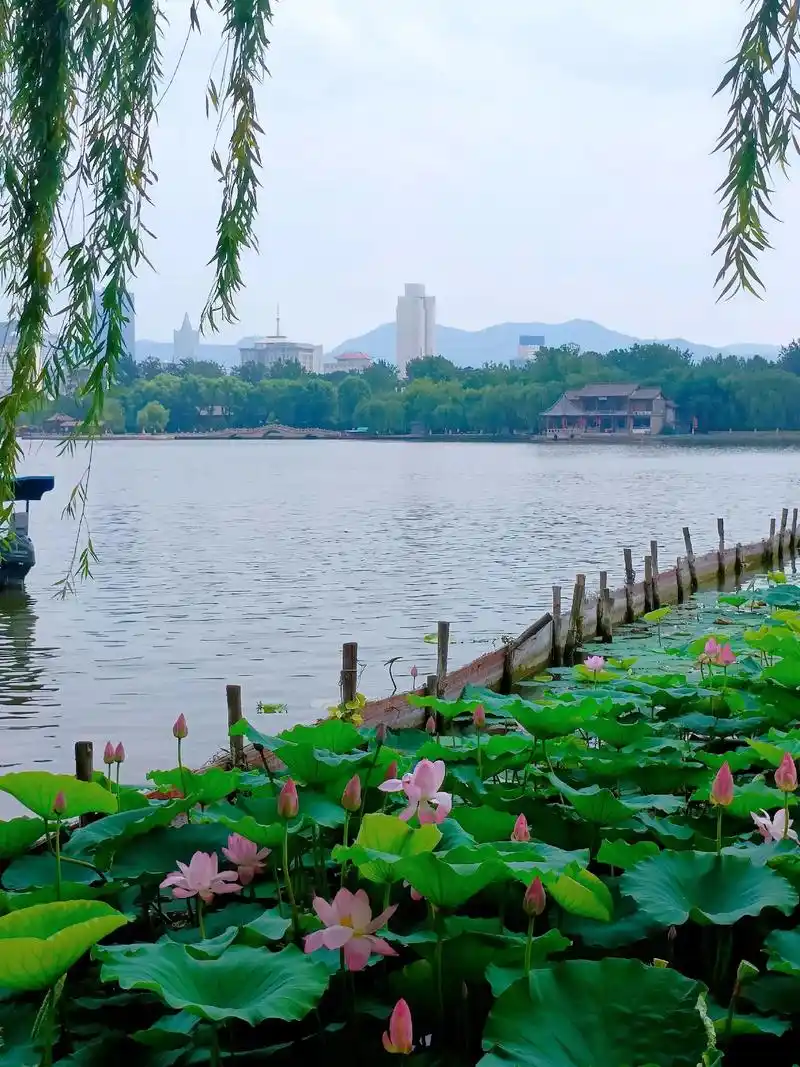灼灼荷花瑞亭亭出水中