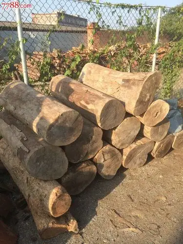 金丝楠木原木粗大(低价出)