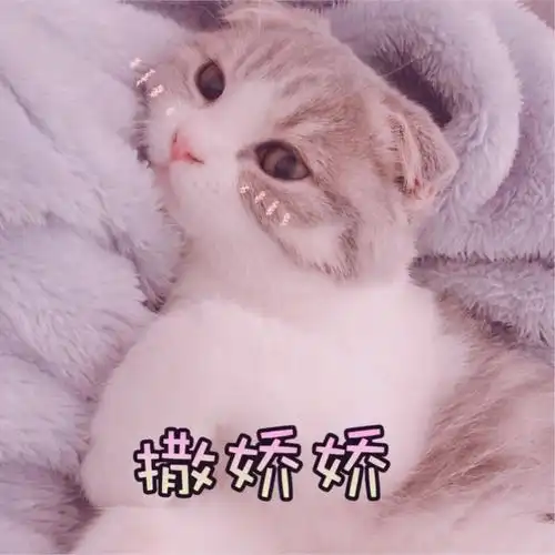 表情包:可爱卖萌的小猫