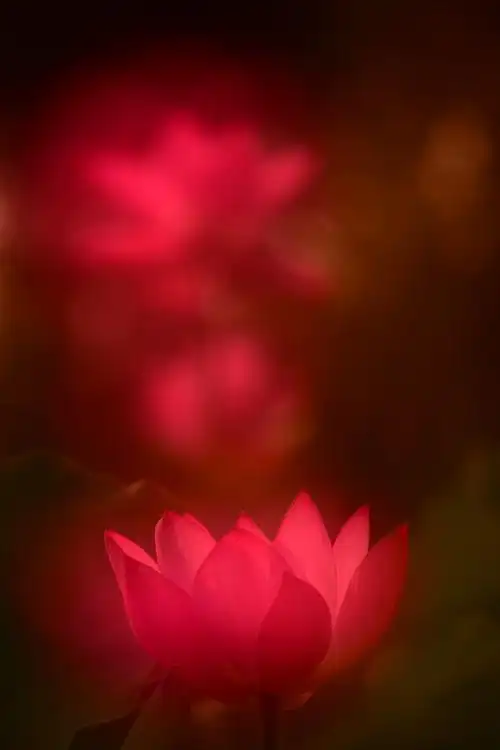 《莲》之 映日荷花别样红