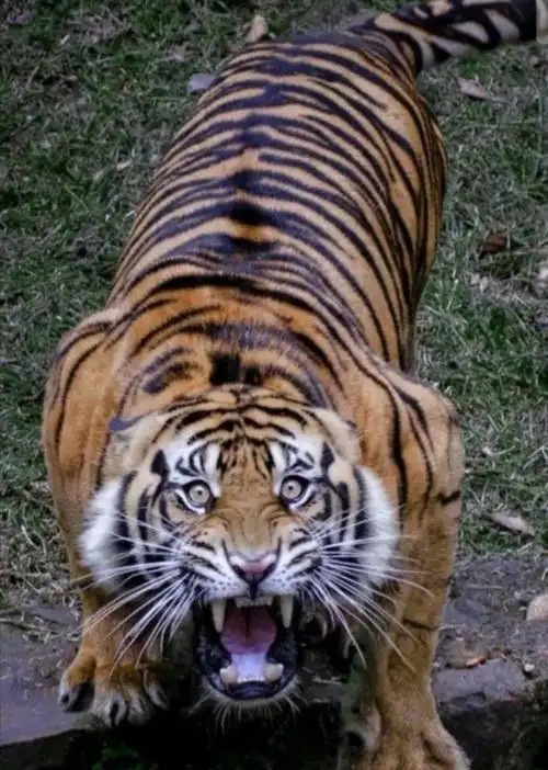 "大灰熊瞥了一眼老虎,昂天咆哮:"你这贱人,憨货!你休想离开俺!